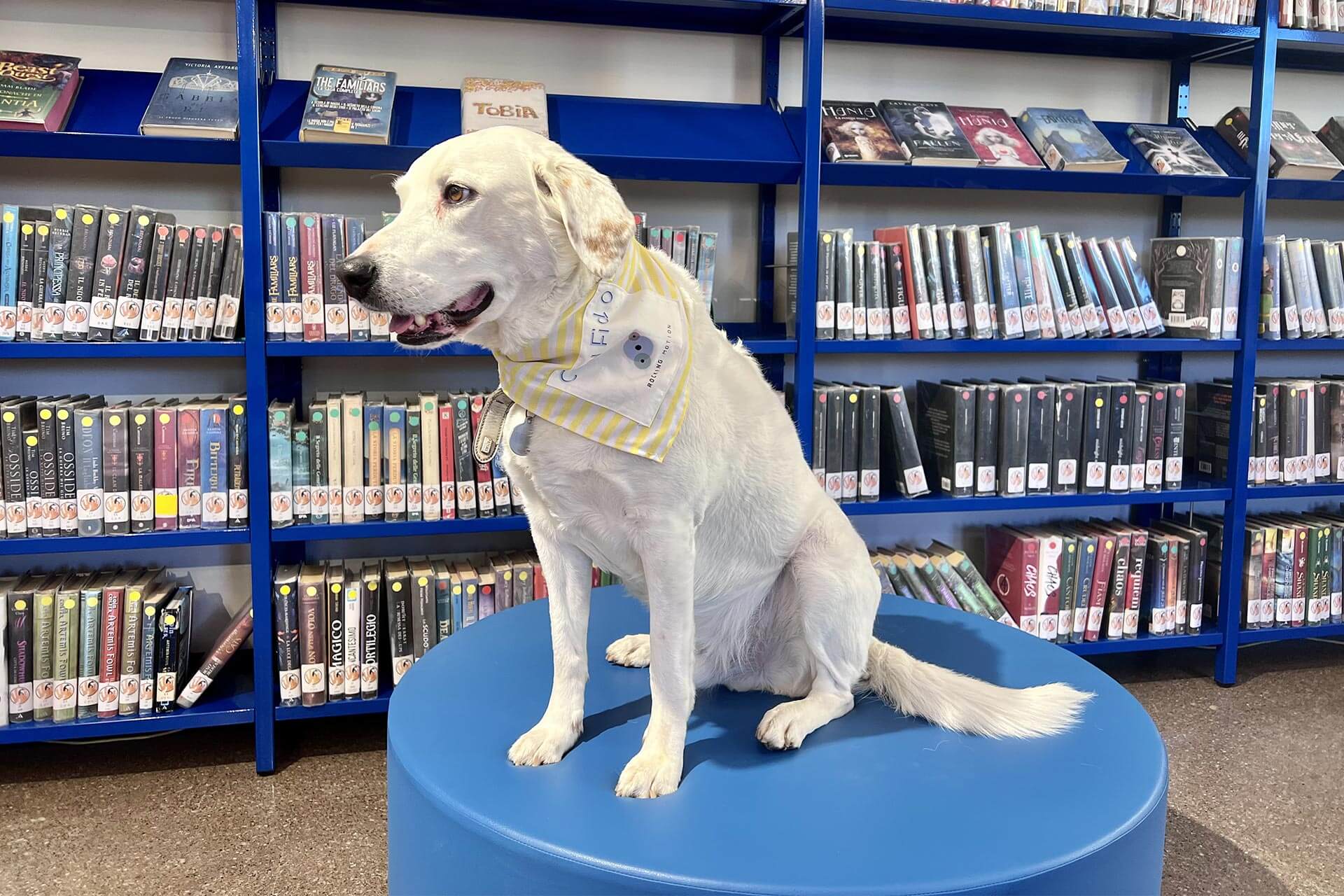 Ugo, cane che partecipa al progetto Con-Fido in biblioteca